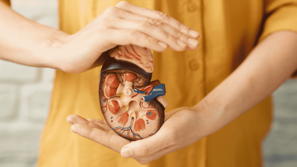 person holding diagram of kidney